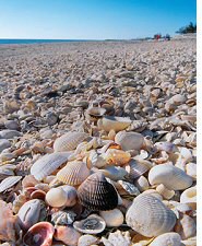 shells_beach