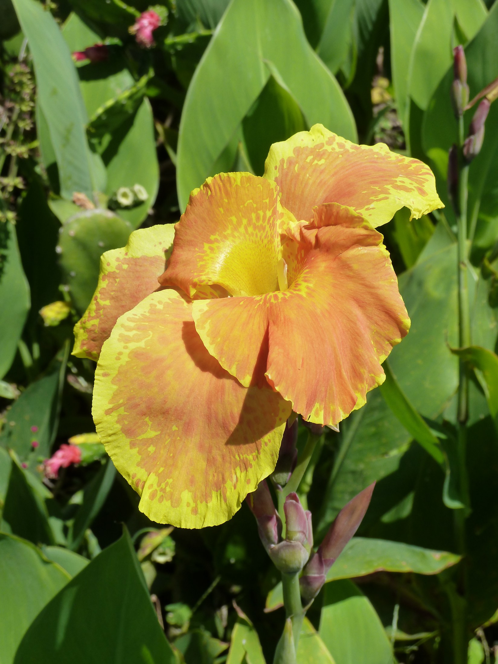 Canna Lily hybrids adorn our Botanical Gardens on Sanibel - Sanibel