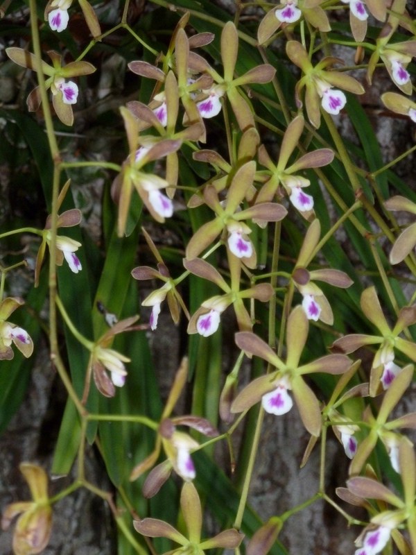 Native Butterfly Orchid Blooming Sanibel Moorings