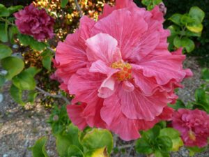 First Lady Hibiscus Hybrid  at our not just another Sanibel Hotel