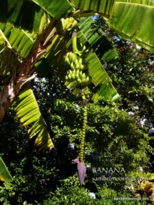 banana tree