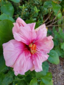 Hibiscus Hybrid, Penny Sue